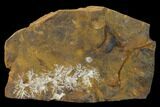 Paleocene Fossil Fruit (Palaeocarpinus) - North Dakota #156286-1